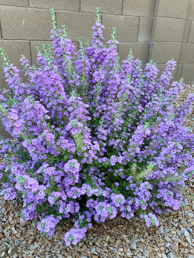 LYNN'S LEGACY TEXAS SAGE 3gal