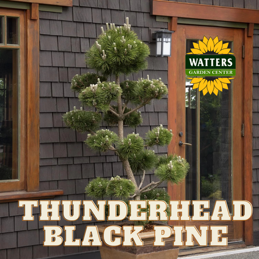 THUNDERHEAD JAPANESE BLACK PINE