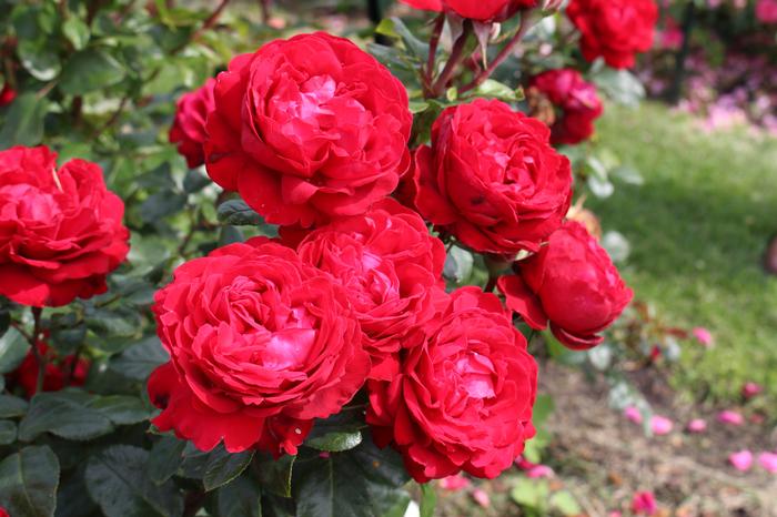 TIAMO ROSE 5gal