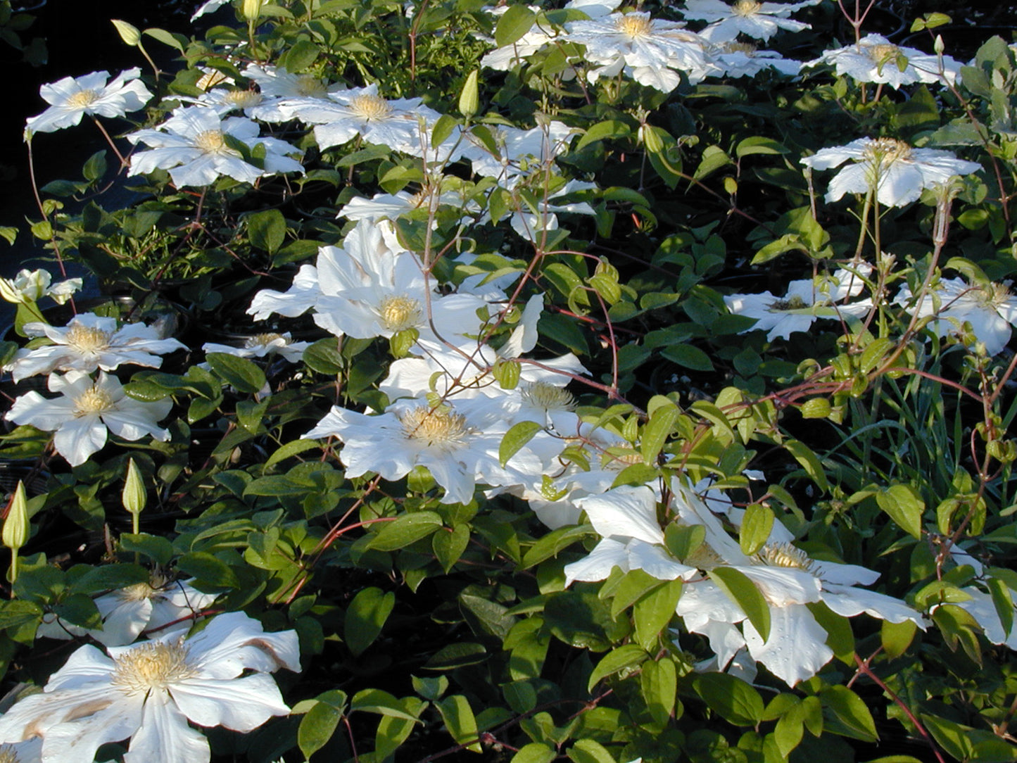 TOKI CLEMATIS 2gal