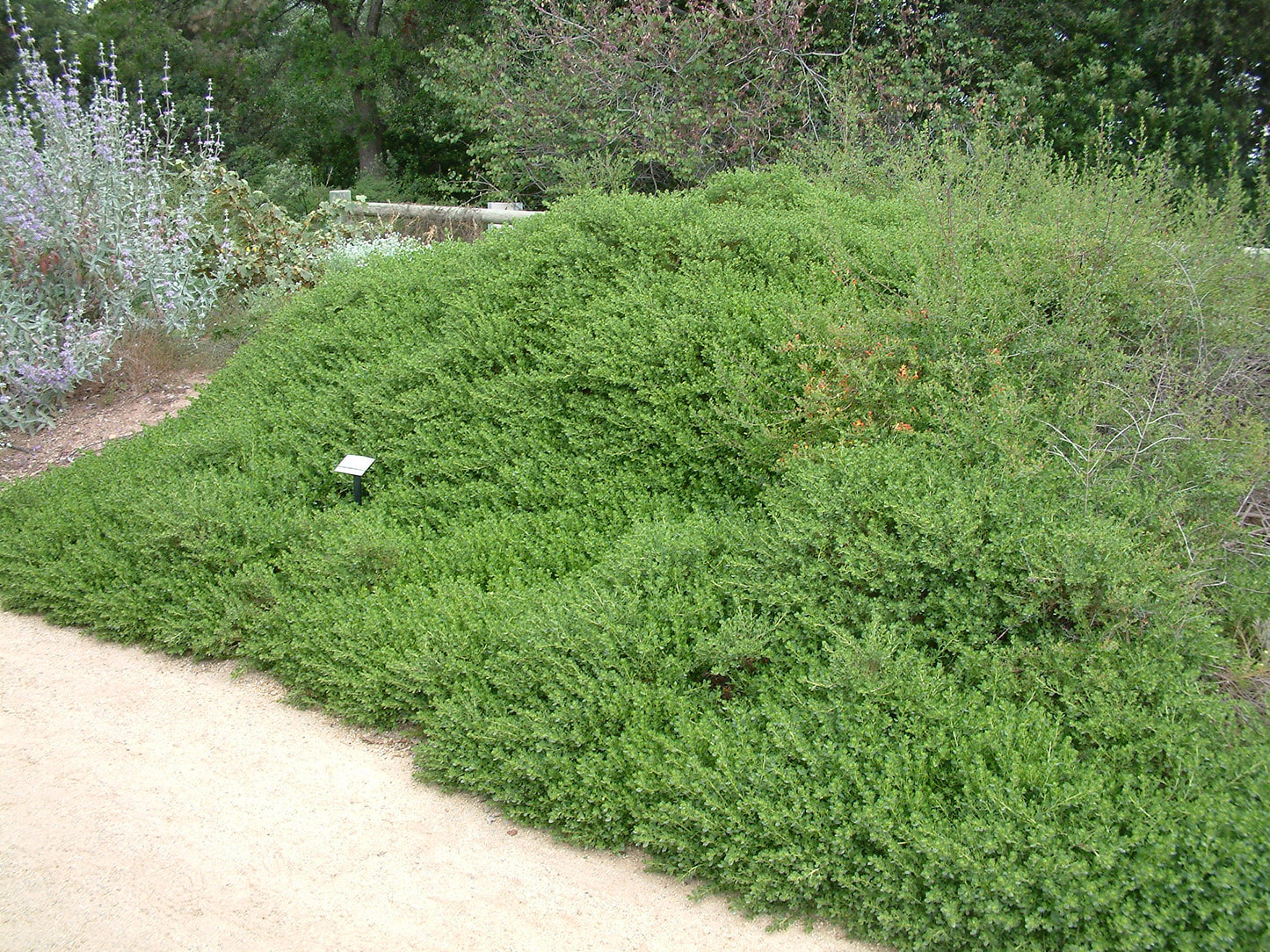 TWIN PEAKS COYOTE BRUSH 2gal