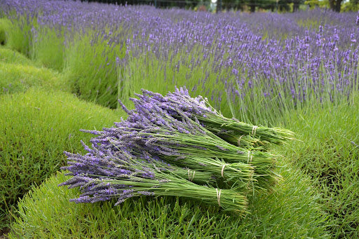 GROSSO LAVENDER 1gal