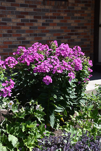 DREAM GIRL PHLOX 1gal