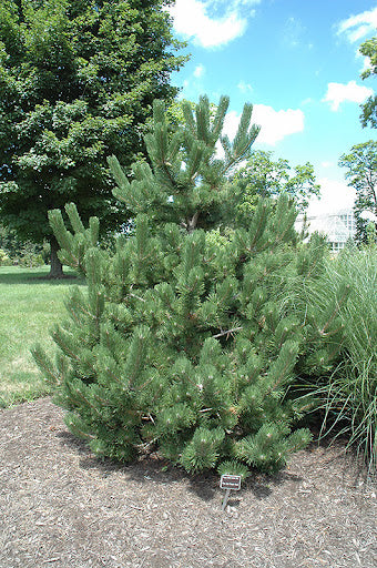 OREGON GREEN PINE TREE 25gal