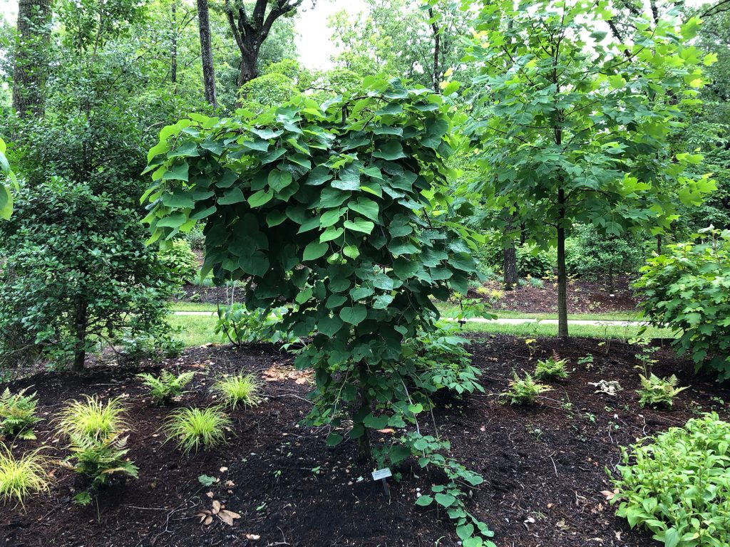 VANILLA TWIST WEEPING REDBUD TREE 5gal