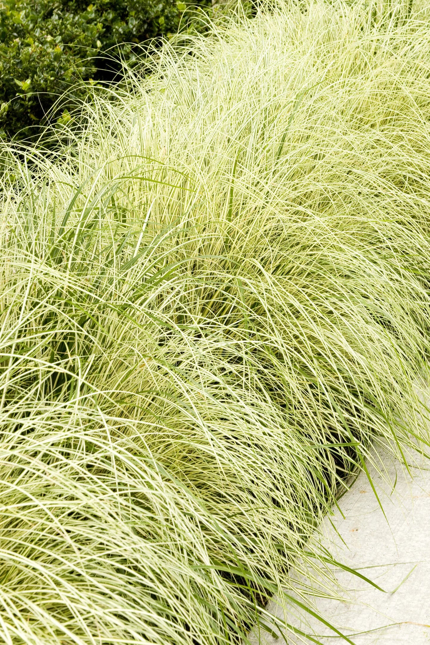 VARIEGATED JAPANESE SEDGE 1gal