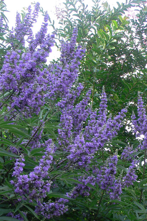 HONEY BEE CHASTE TREE 5gal