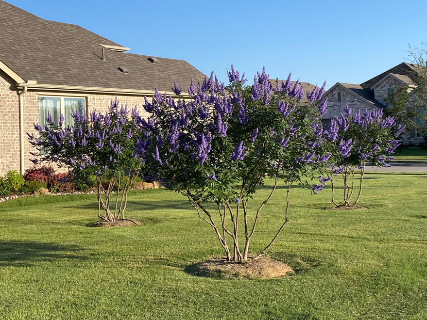 HONEY BEE CHASTE TREE 5gal