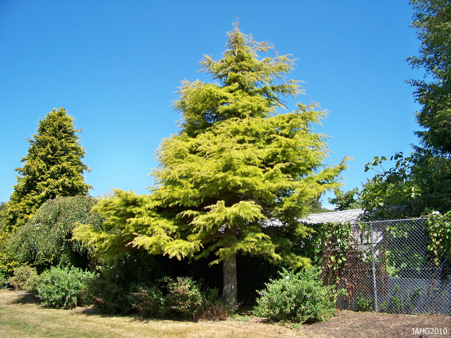 AUREA GOLD DEODAR CEDAR TREE 10gal