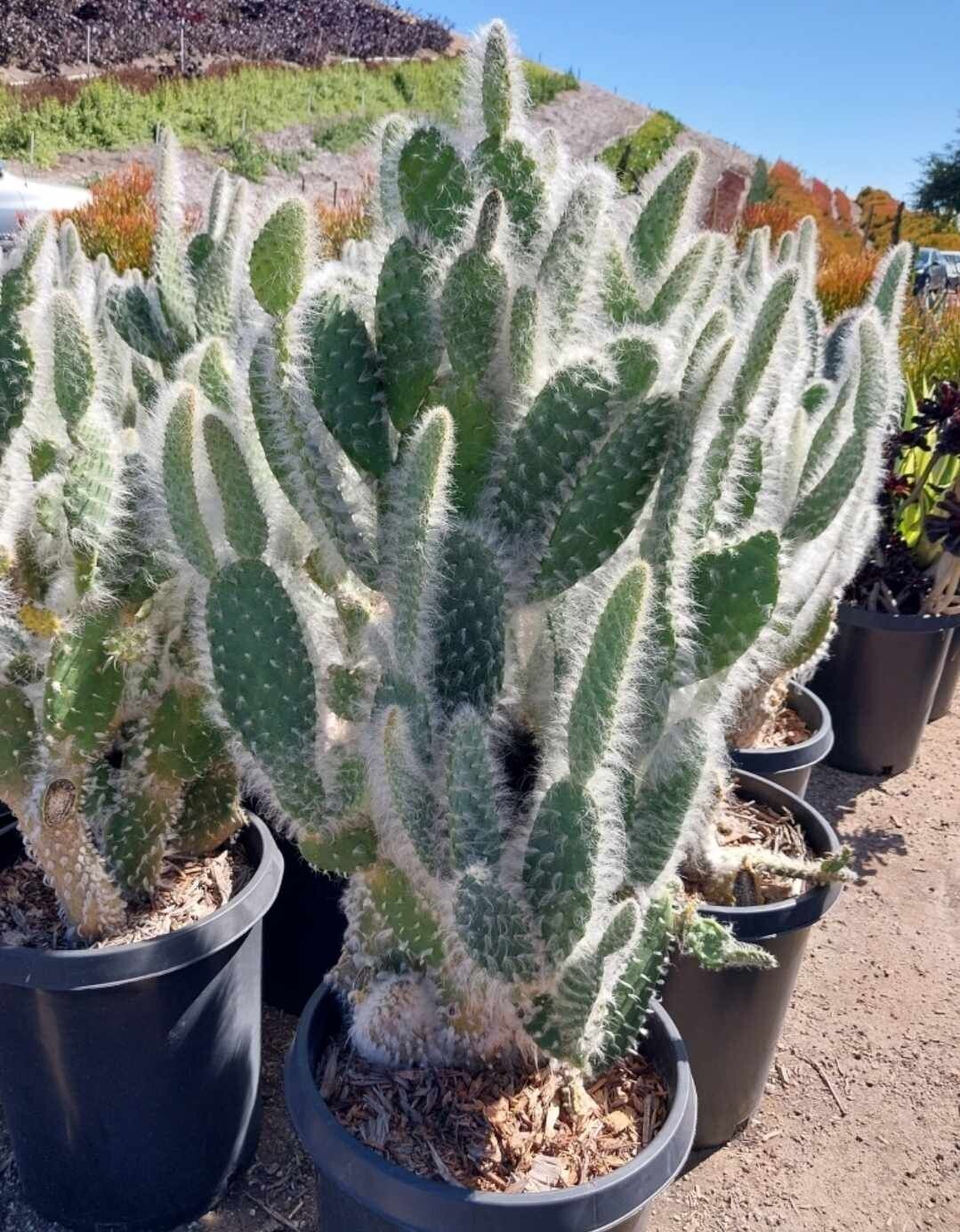 WOOLY PADS PRICKLY PEAR 5gal