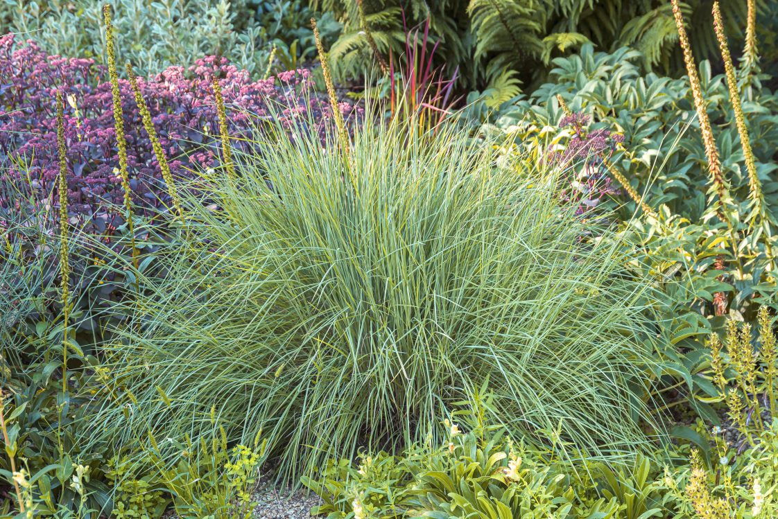 DEER GRASS 1gal