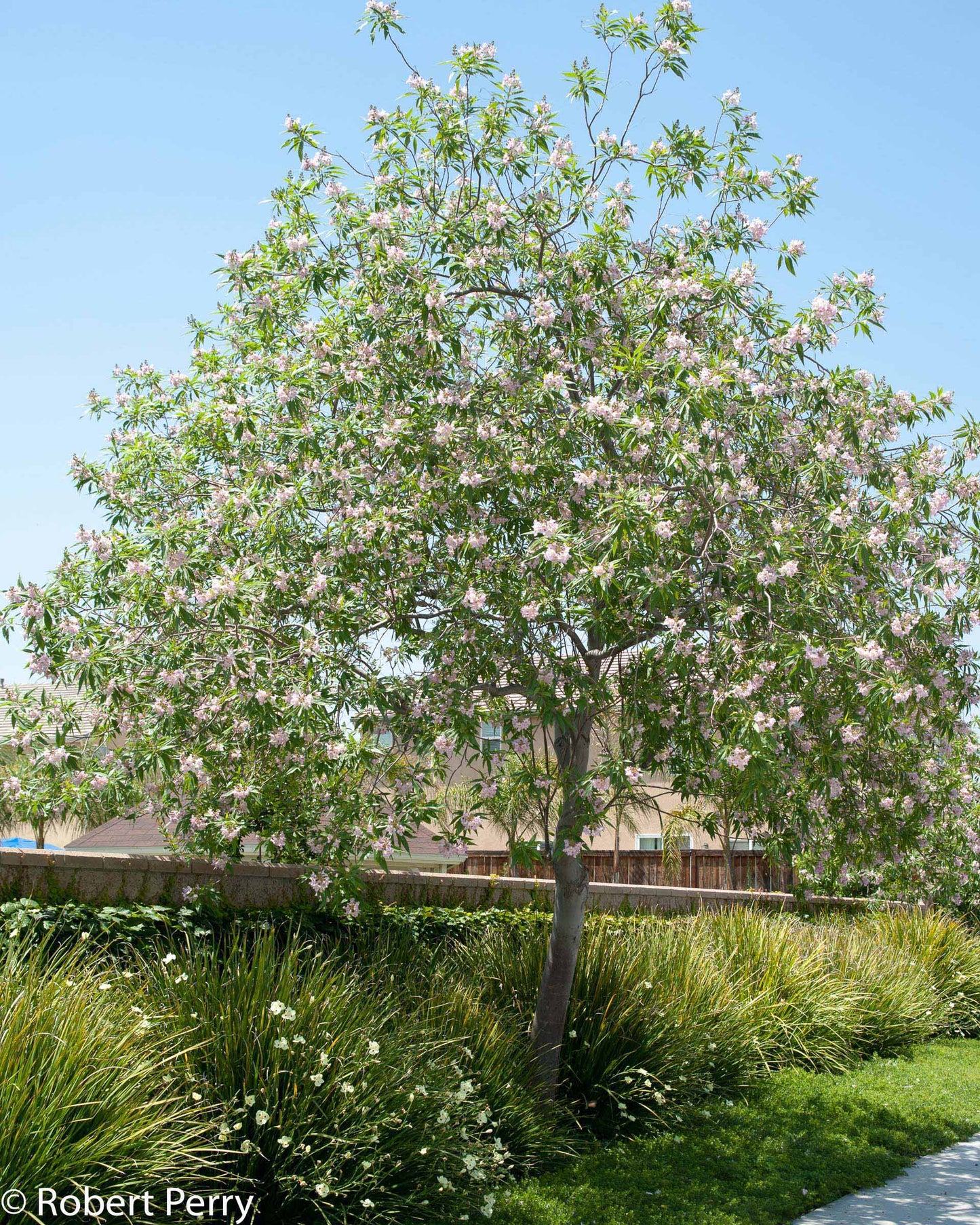 PINK DAWN CHILTAPLA TREE 5gal