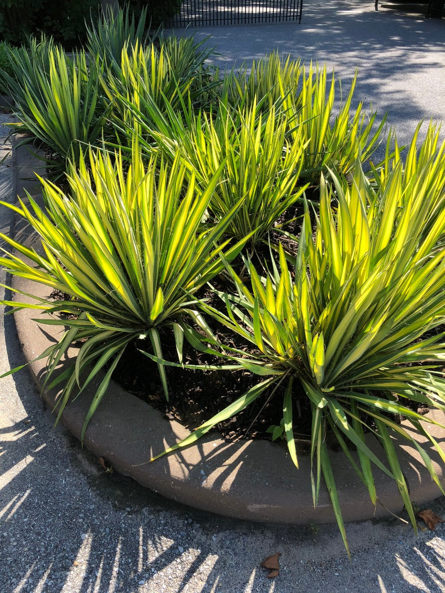 COLOR GUARD YUCCA 1gal
