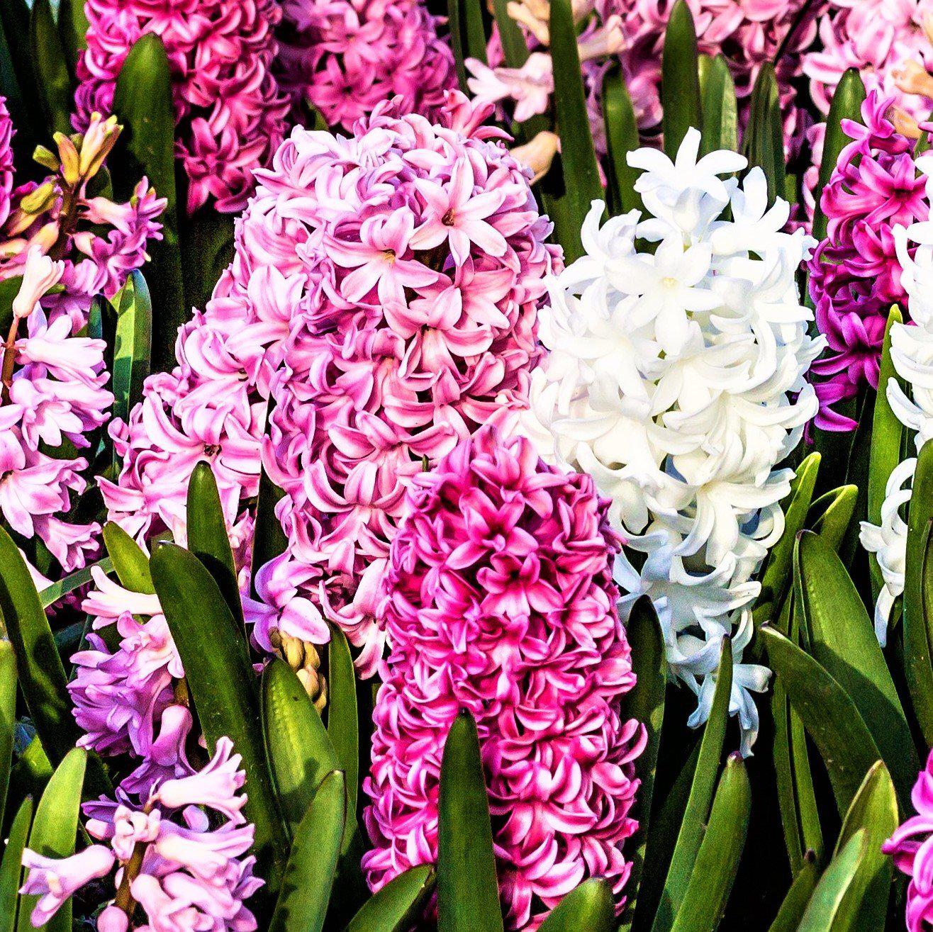 Hyacinth - Sweet Berries Mix