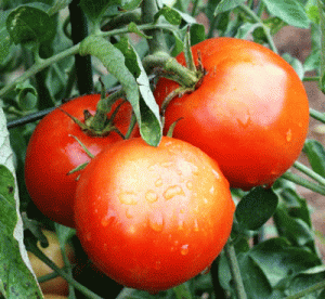 Tomato_cluster_on_the_-vine