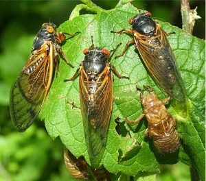 Cicada Cluster