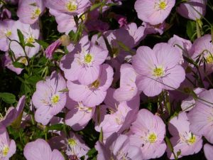 The Mexican Primrose blooms pink most the year