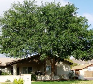 elm dynasty tree shades the front yard