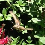 Moth on Salvia