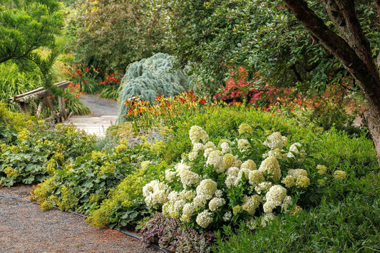 Hydrangea Pom-Pom Party in the Garden