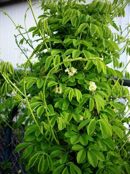 Akebia Chocolate Vine