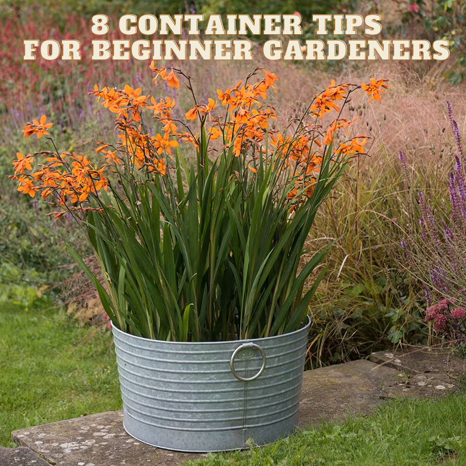 Container Tips for Beginners