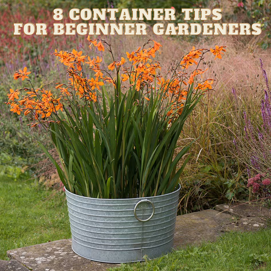 Container Tips for Beginners