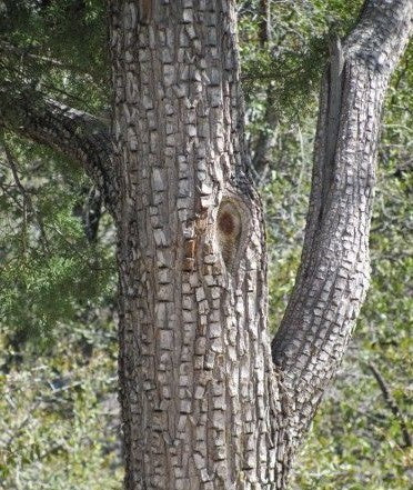 Alligator Juniper Bark