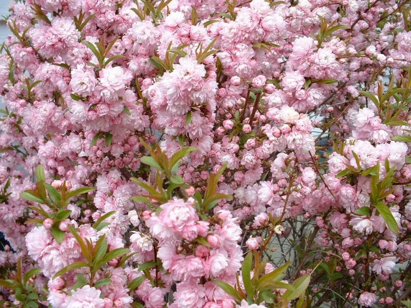 Pink Flowering Almond in Spring