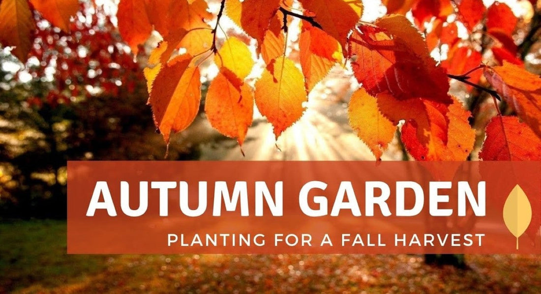 Enjoy a Brighter Fall Garden in 5 September Steps