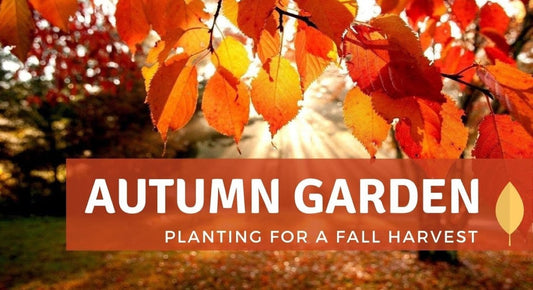 Enjoy a Brighter Fall Garden in 5 September Steps