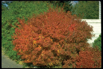 Watters Garden Center | Prescott AZ Local Plants & Garden Supplies