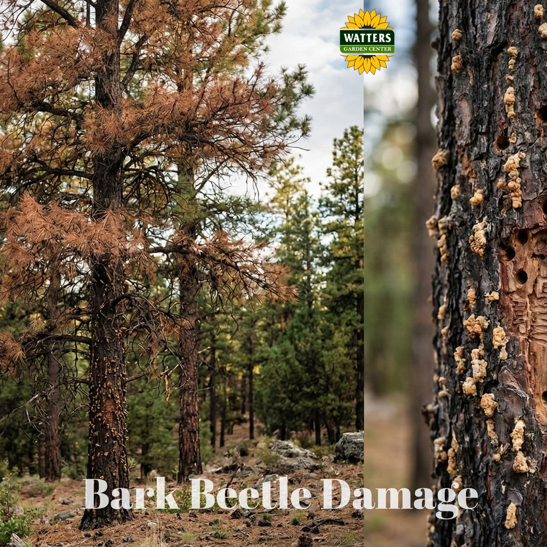 The Hidden Threat to Your Prescott Landscape: Pests, Pines, and Fire