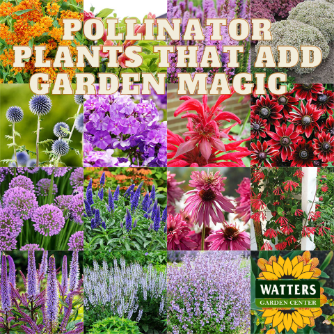 6 Sensational Pollinator Plants that add Garden Magic