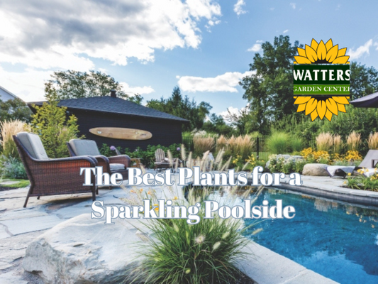 No-Mess Marvels: The Best Plants for a Sparkling Poolside