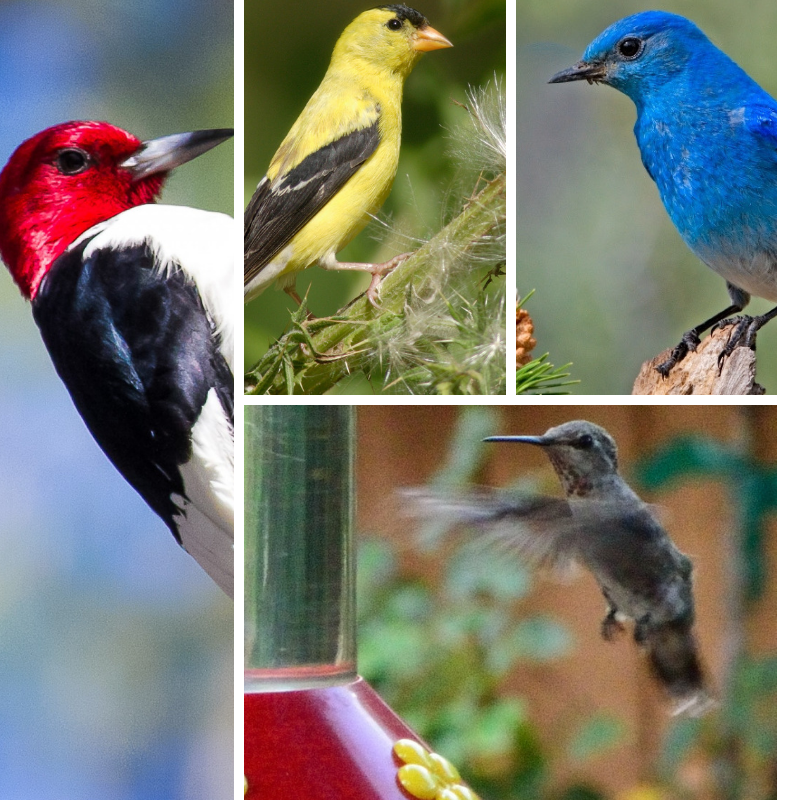 12 Birds You Want in Your Yard