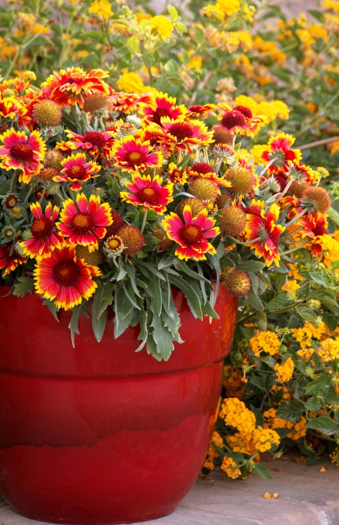 How to Grow Blanket Flower and Gaillardia