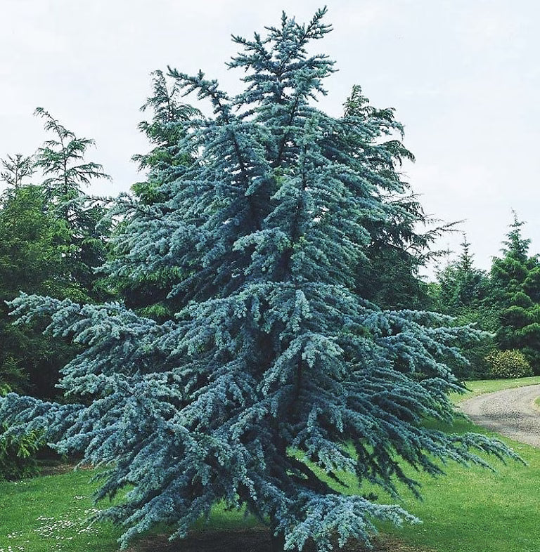 How to Grow Horstmann Blue Atlas Cedar