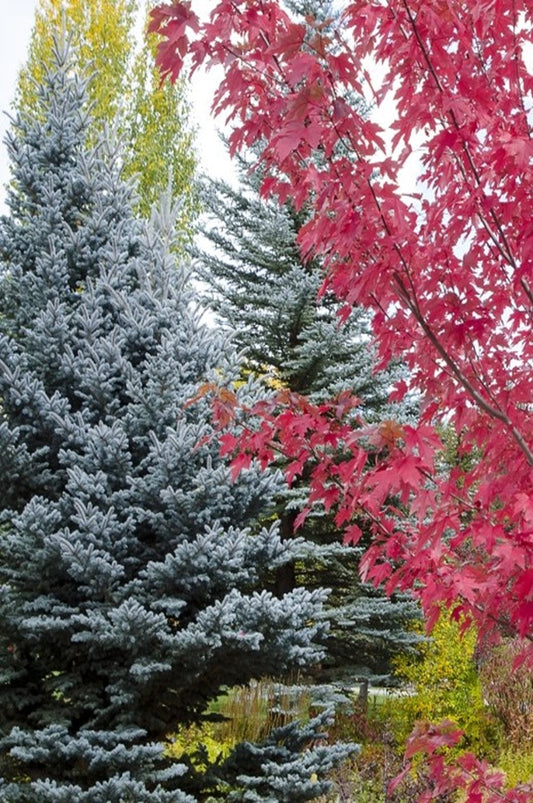 How to Grow Blue Spruce