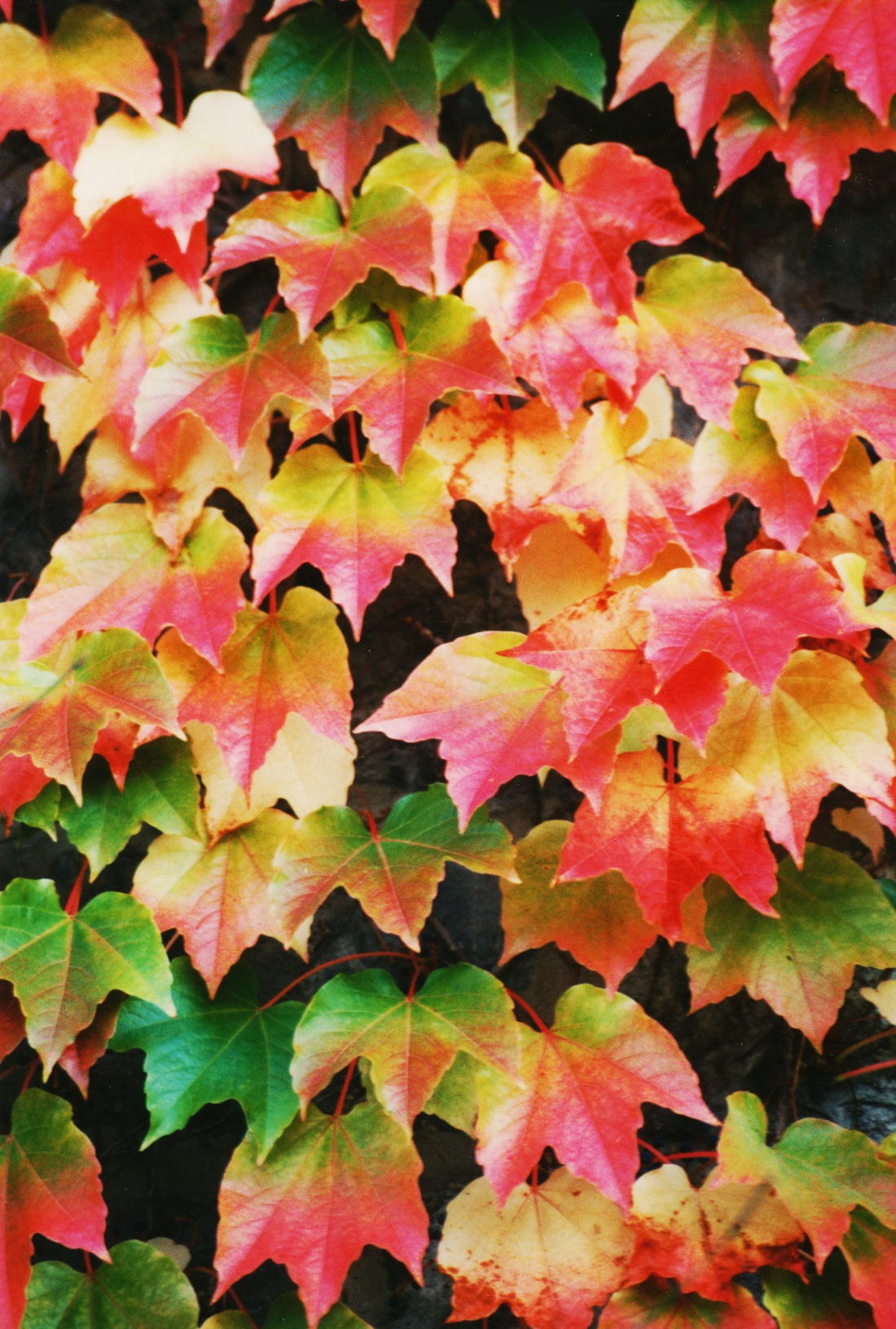 Boston Ivy