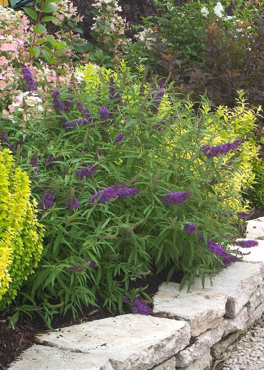 How to Grow Butterfly Bush