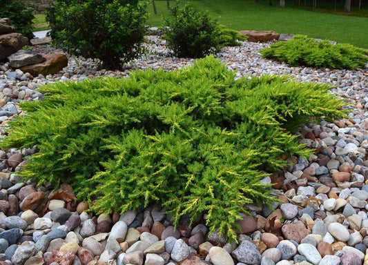 How to Grow Calgary Carpet Juniper