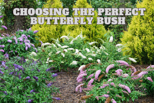 Choosing the Perfect Butterfly Bush for Arizona Gardens