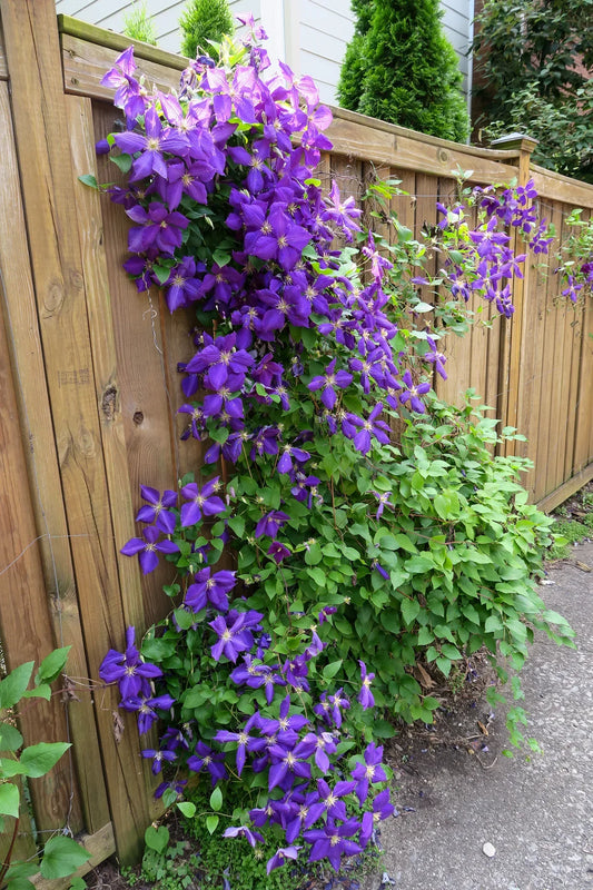 How to Grow Clematis