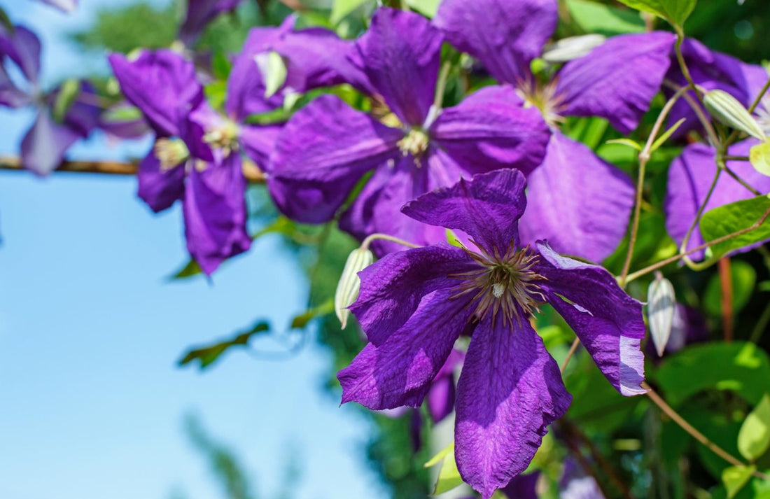 How to Grow Clematis