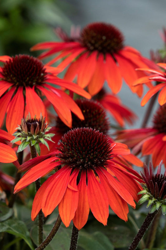 How to Grow Coneflower Echinacea