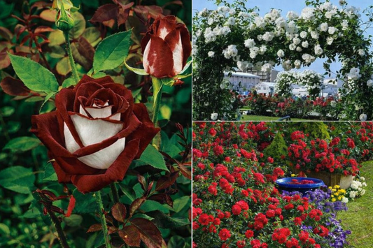 Rose Designs