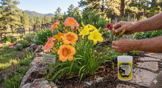 Stop Guessing: The 10-Second Daylily Pruning Trick That Forces Nonstop Blooms