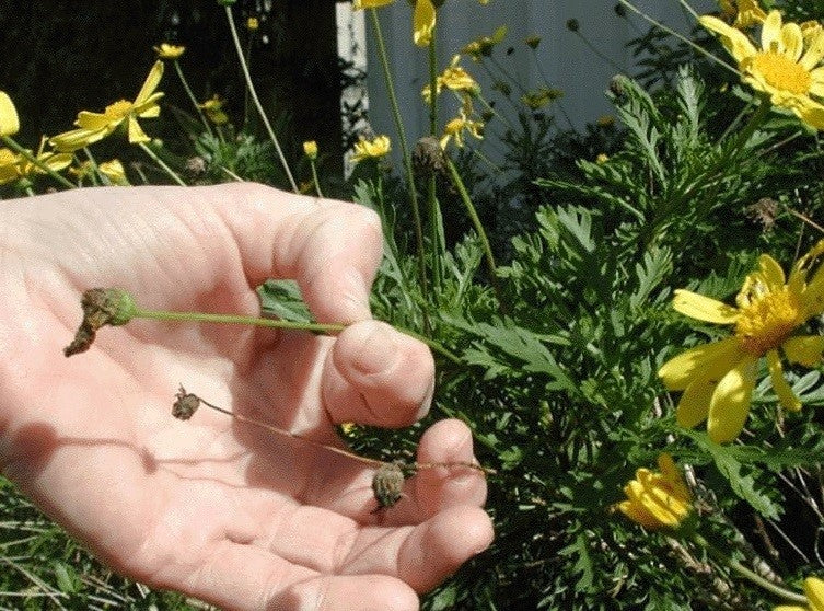 Pinching for Bigger Blooms