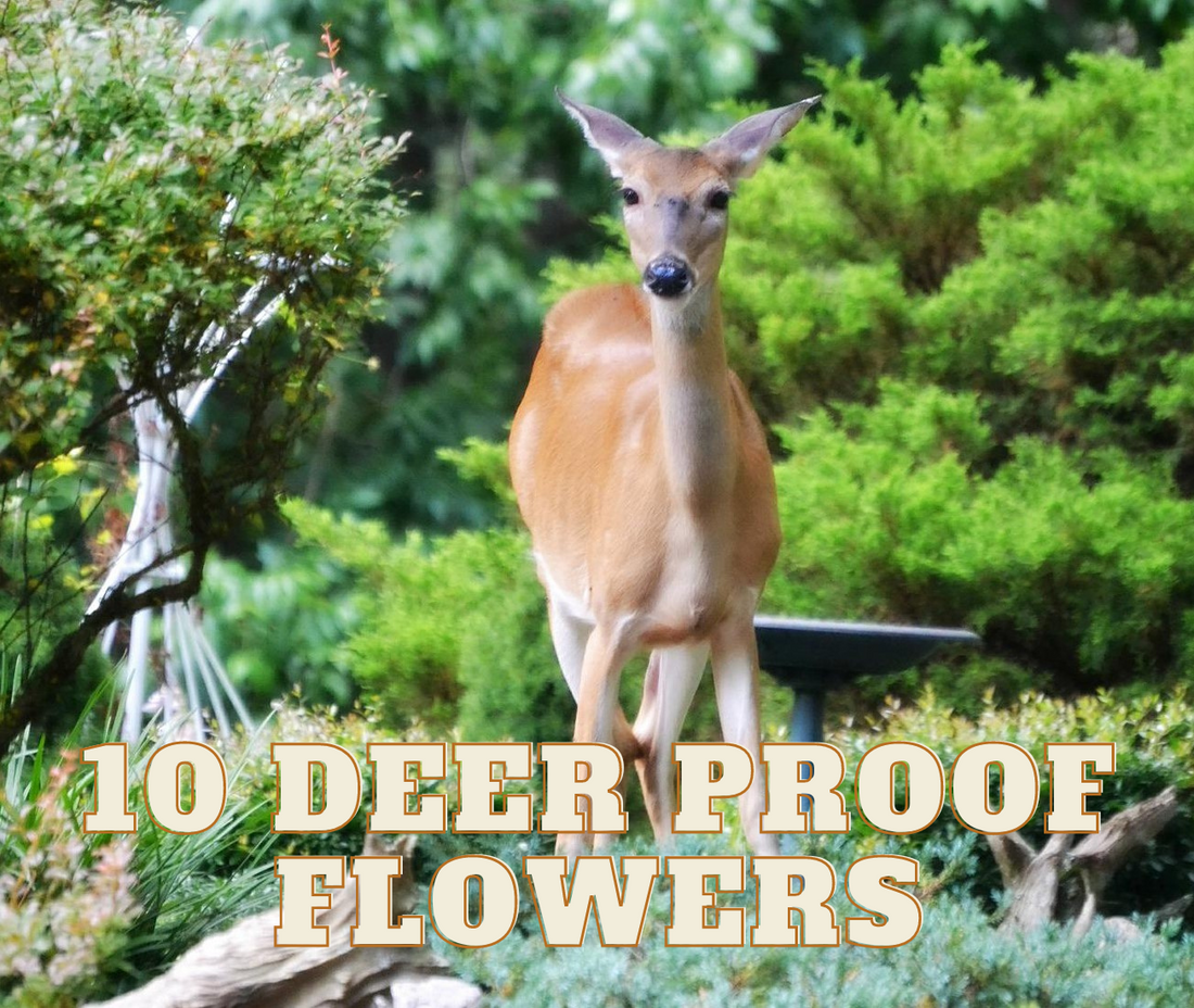 Deer Proof Flowers